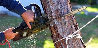 Best Tree Health Inspection  in Watchung, NJ